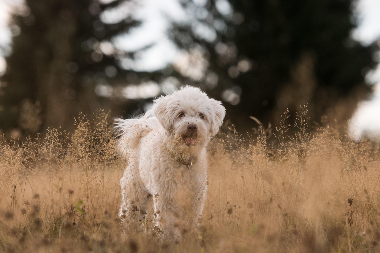 The Canine Behavior Handbook